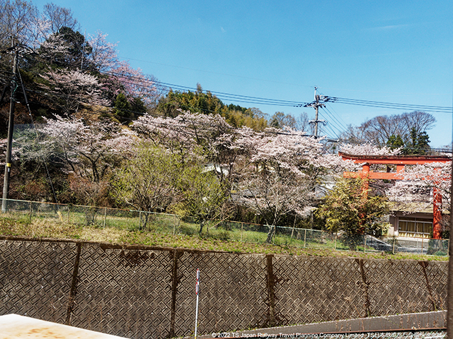 scenery sakura at Tamarai stn Hohi Main Line 20220401